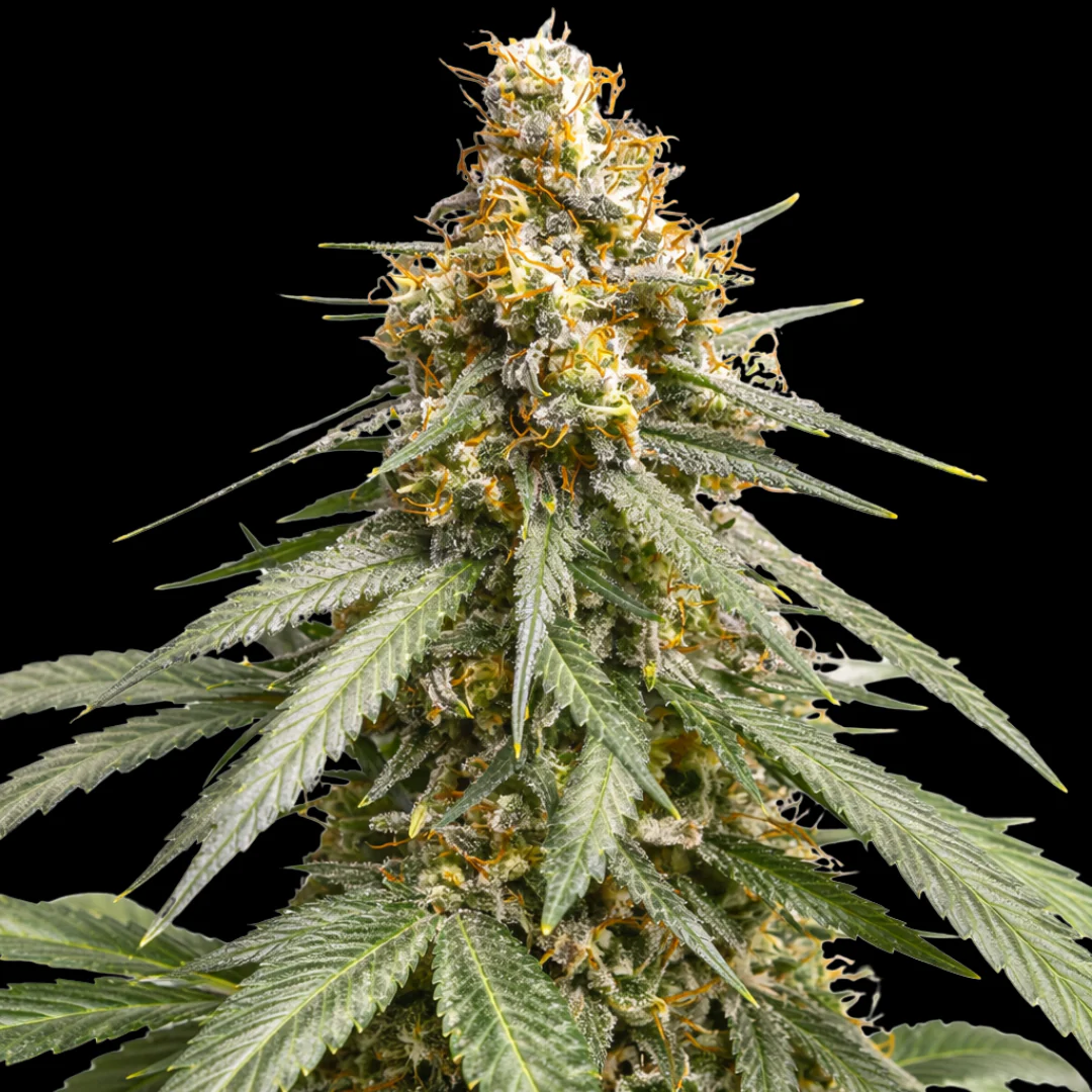 Cannabis Pflanzen